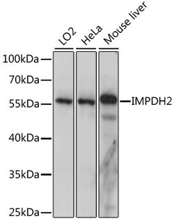 ABclonal Technology&nbsp;IMPDH2 Rabbit pAb
