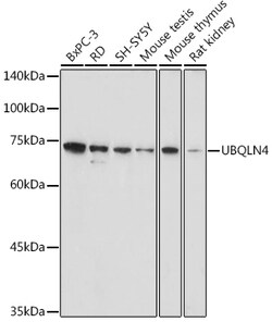 ABclonal Technology&nbsp;UBQLN4 Rabbit pAb