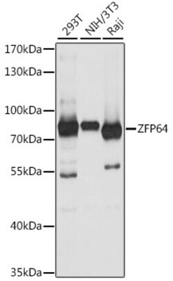 ABclonal Technology&nbsp;ZFP64 Rabbit pAb