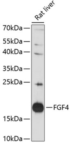 ABclonal Technology&nbsp;FGF4 Rabbit pAb