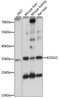 ABclonal Technology&nbsp;KCNJ15 Rabbit pAb
