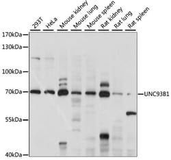 ABclonal Technology&nbsp;UNC93B1 Rabbit pAb