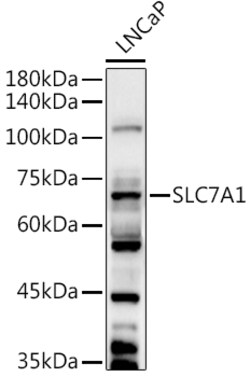 ABclonal Technology&nbsp;SLC7A1 Rabbit pAb