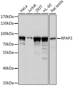 ABclonal Technology&nbsp;RPAP3 Rabbit pAb
