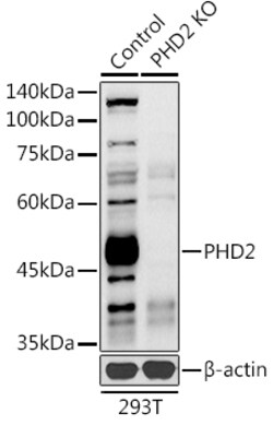 ABclonal Technology&nbsp;[KO Validated] PHD2/EGLN1 Rabbit pAb