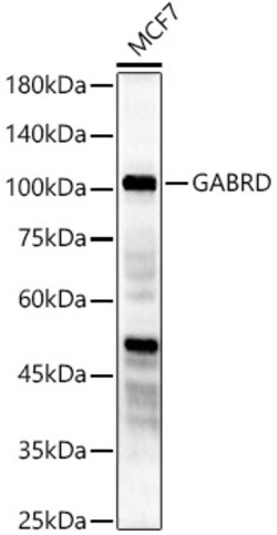 ABclonal Technology&nbsp;GABRD Rabbit pAb