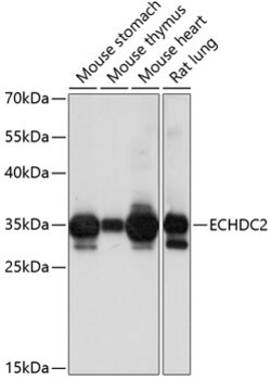 ABclonal Technology&nbsp;ECHDC2 Rabbit pAb