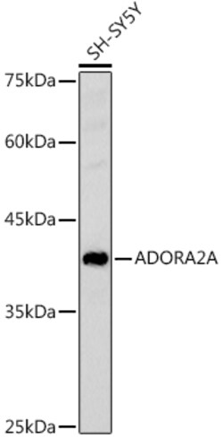 ABclonal Technology&nbsp;ADORA2A Rabbit pAb