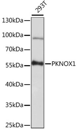 ABclonal Technology&nbsp;PKNOX1 Rabbit pAb