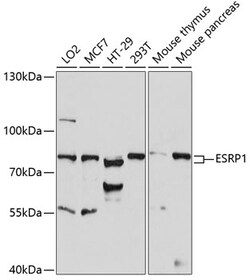 ABclonal Technology&nbsp;ESRP1 Rabbit pAb