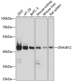 ABclonal Technology&nbsp;DNAJB12 Rabbit pAb