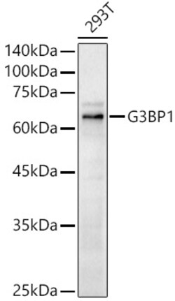 ABclonal Technology&nbsp;G3BP1 Rabbit pAb