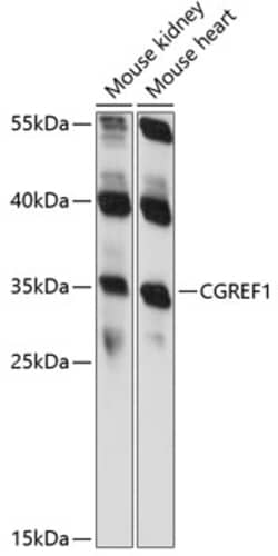 ABclonal Technology&nbsp;CGREF1 Rabbit pAb