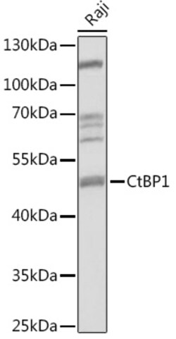 ABclonal Technology&nbsp;CtBP1 Rabbit pAb