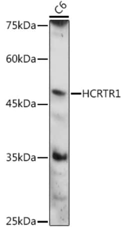 ABclonal Technology&nbsp;HCRTR1 Rabbit pAb
