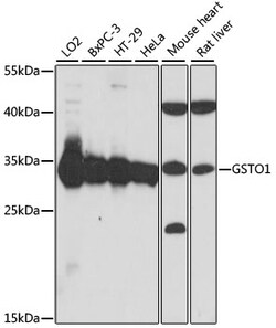ABclonal Technology&nbsp;GSTO1 Rabbit pAb