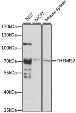 ABclonal Technology&nbsp;THEMIS2 Rabbit pAb