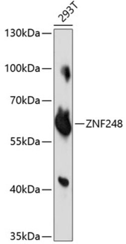 ABclonal Technology&nbsp;ZNF248 Rabbit pAb