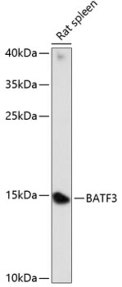 ABclonal Technology&nbsp;BATF3 Rabbit pAb