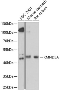 ABclonal Technology&nbsp;RMND5A Rabbit pAb