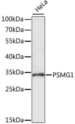 ABclonal Technology&nbsp;PSMG1 Rabbit pAb