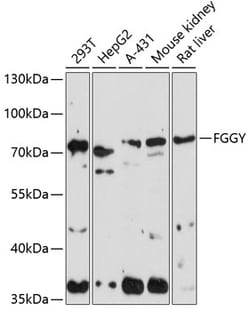 ABclonal Technology&nbsp;FGGY Rabbit pAb