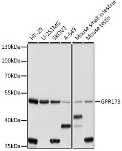 ABclonal Technology&nbsp;GPR173 Rabbit pAb