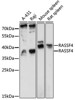 ABclonal Technology&nbsp;RASSF4 Rabbit pAb