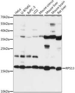 ABclonal Technology&nbsp;RPS13 Rabbit pAb