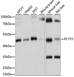 ABclonal Technology&nbsp;PCYT2 Rabbit pAb