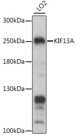 ABclonal Technology&nbsp;KIF13A Rabbit pAb