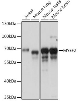 ABclonal Technology&nbsp;MYEF2 Rabbit pAb