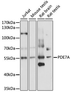 ABclonal Technology&nbsp;PDE7A Rabbit pAb