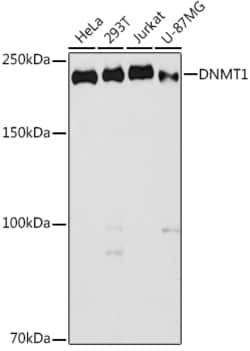 ABclonal Technology&nbsp;DNMT1 Rabbit pAb