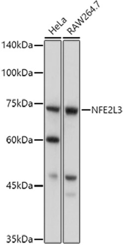 ABclonal Technology&nbsp;NFE2L3 Rabbit pAb