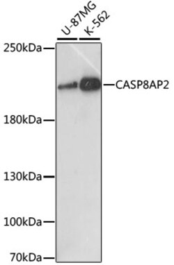 ABclonal Technology&nbsp;CASP8AP2 Rabbit pAb