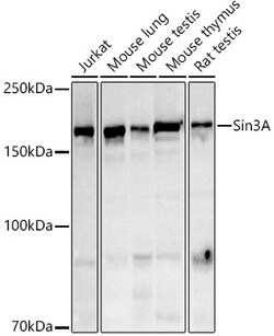 ABclonal Technology&nbsp;Sin3A Rabbit pAb
