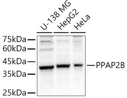 ABclonal Technology&nbsp;PPAP2B Rabbit pAb