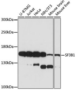 ABclonal Technology&nbsp;SF3B1 Rabbit pAb