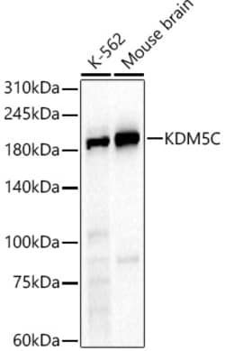 ABclonal Technology&nbsp;KDM5C Rabbit pAb