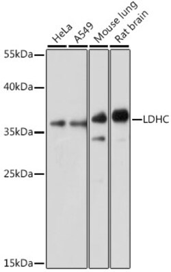 ABclonal Technology&nbsp;LDHC Rabbit pAb