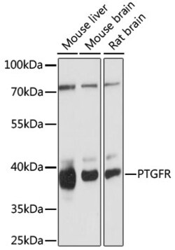 ABclonal Technology&nbsp;PTGFR Rabbit pAb