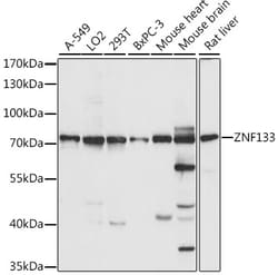 ABclonal Technology&nbsp;ZNF133 Rabbit pAb