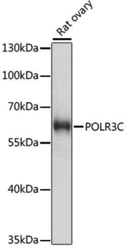ABclonal Technology&nbsp;POLR3C Rabbit pAb