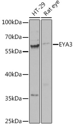ABclonal Technology&nbsp;EYA3 Rabbit pAb