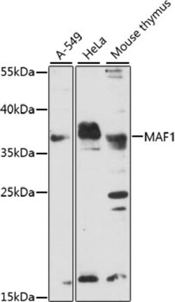 ABclonal Technology&nbsp;MAF1 Rabbit pAb