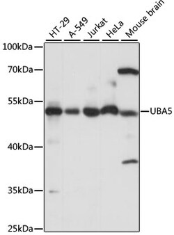 ABclonal Technology&nbsp;UBA5 Rabbit pAb