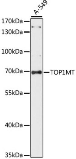 ABclonal Technology&nbsp;TOP1MT Rabbit pAb