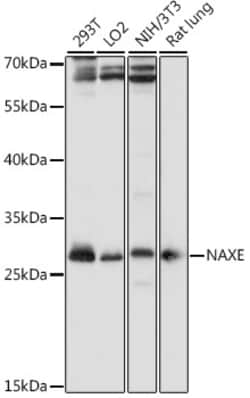 ABclonal Technology&nbsp;NAXE Rabbit pAb