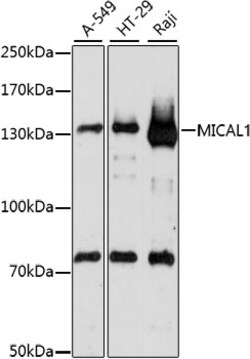 ABclonal Technology&nbsp;MICAL1 Rabbit pAb